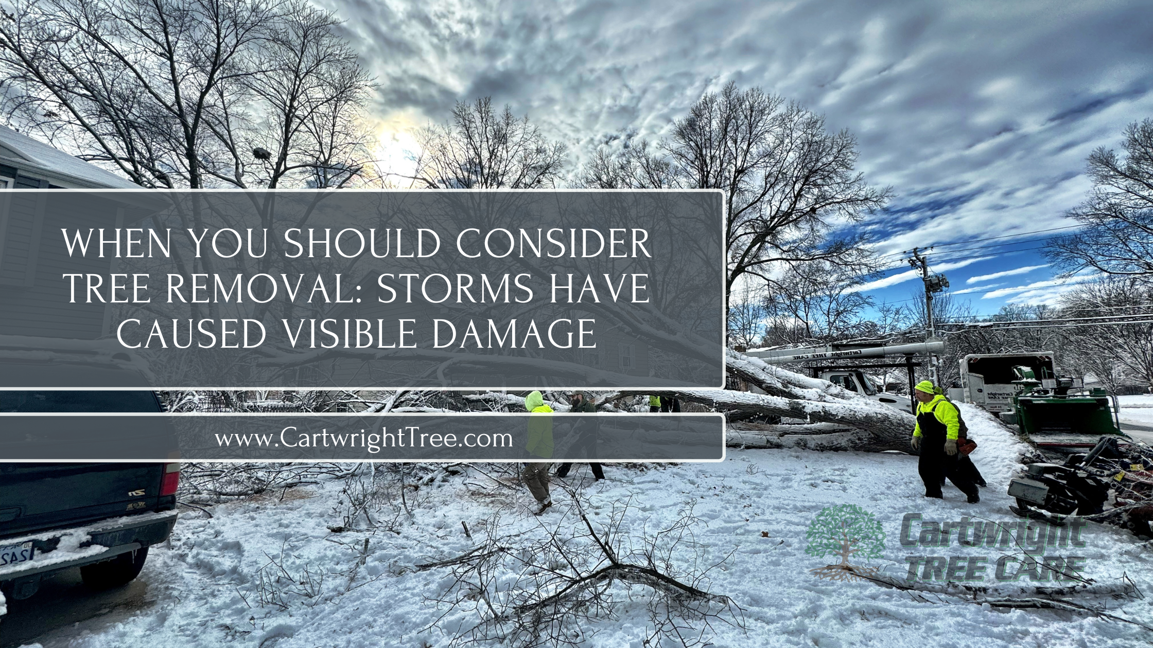 When You Should Consider Tree Removal Storms Have Caused Visible Damage