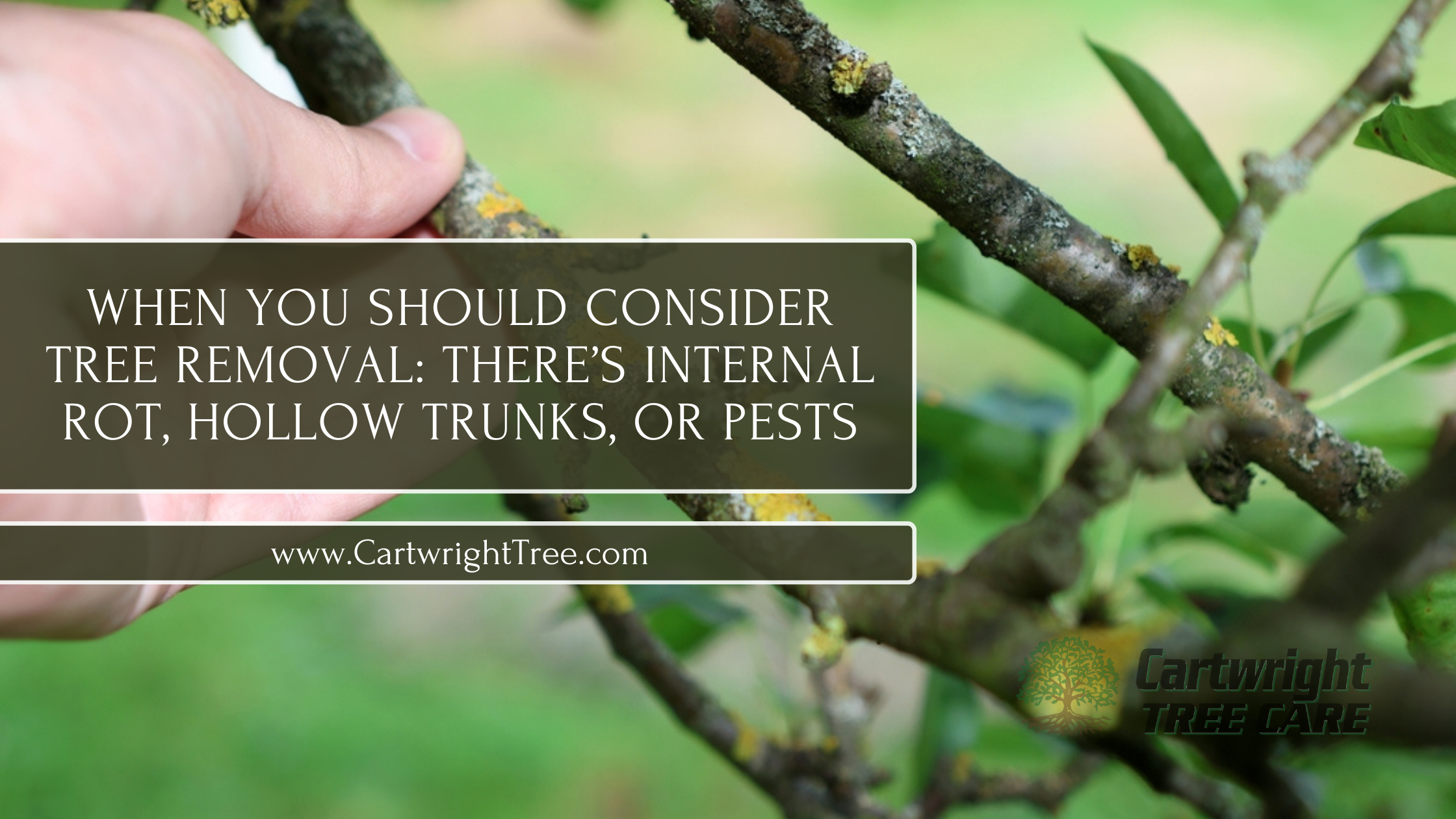 When You Should Consider Tree Removal There’s Internal Rot, Hollow Trunks, or Pests