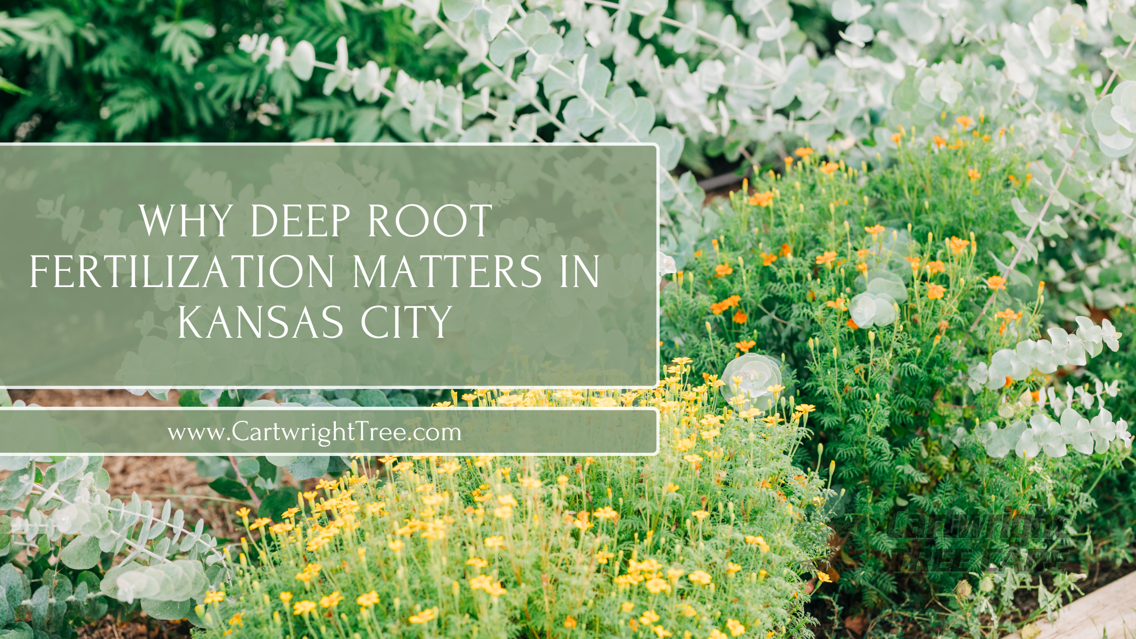 Why Deep Root Fertilization Matters in Kansas City