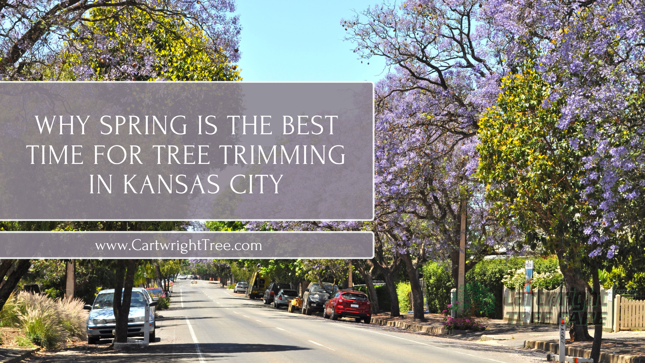 Why Spring Is the Best Time for Tree Trimming in Kansas City