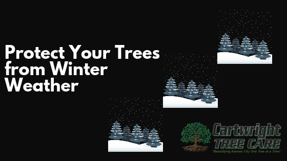 Protect Your Trees from Winter Weather