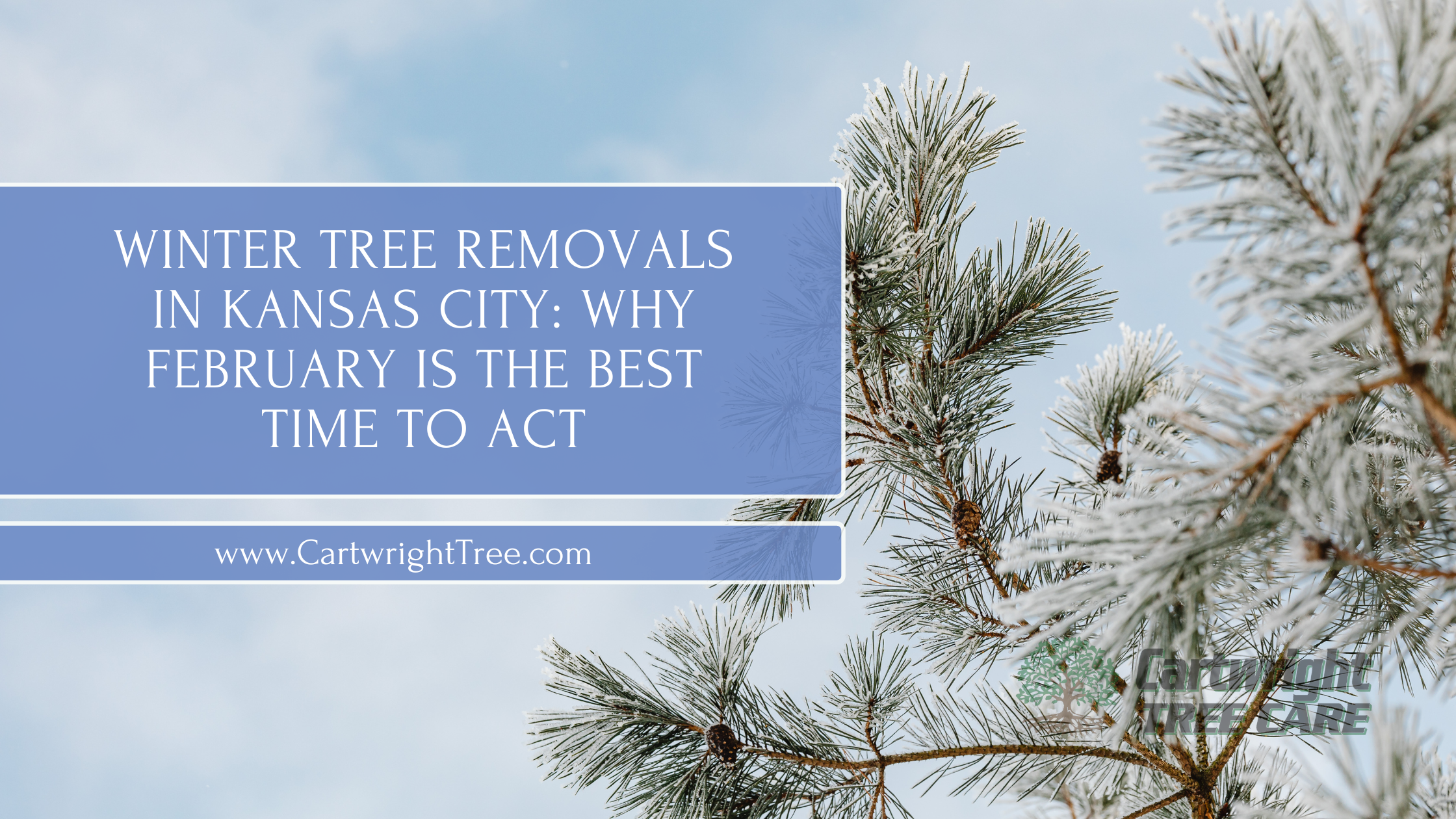 Winter Tree Removals in Kansas City Why February Is the Best Time to Act