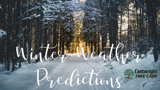 Winter Weather Predictions