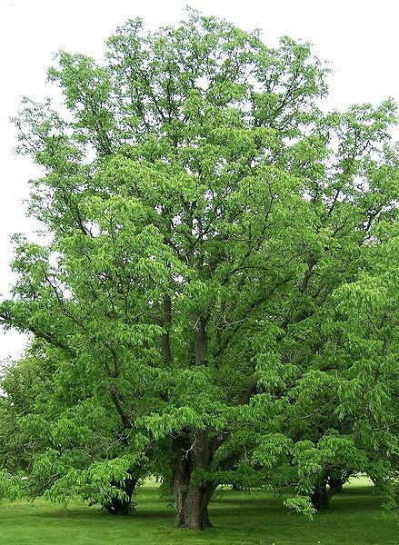 amur_cork_tree_phellodendron_img.jpg