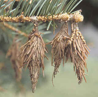 bagworms-1.jpg