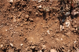 1376294_vineyard_soil
