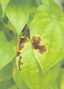 4904220762_755e6e1200-216x300