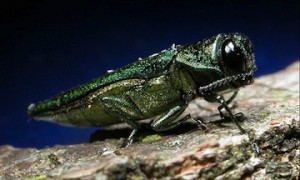 emerald-ash-borer-300x180