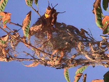 fall_webworm2