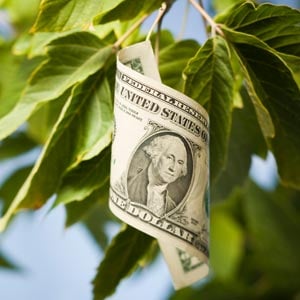 money-tree-leaf1