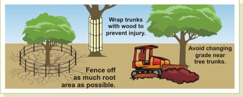 construction_tree_protection.jpg