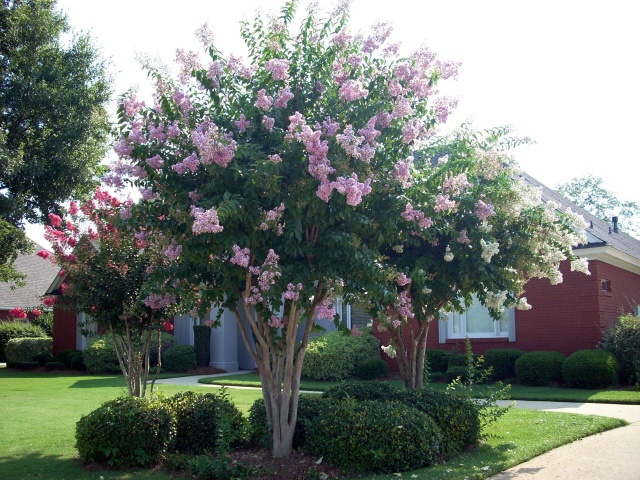 crepe-myrtle-2