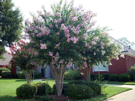 crepe-myrtle-2.jpg