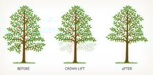 crown_lifting