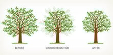 crown_reduction