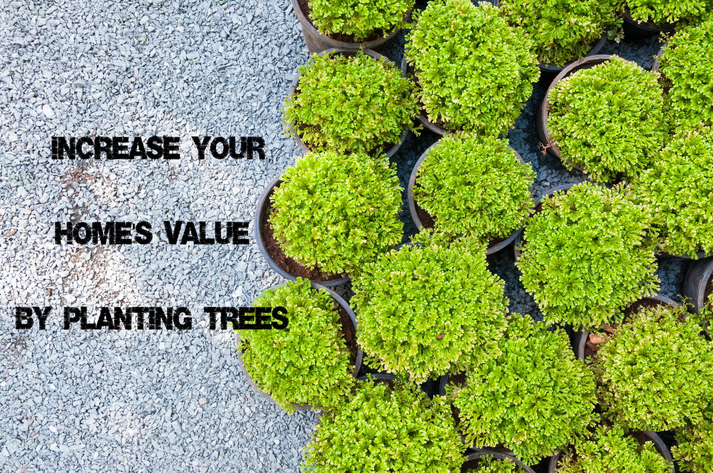 Increase Your Home's Value By Planting Trees