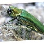 emerald-ash-borer-kansas-city-150x150