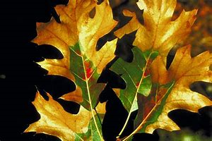 oak leaves