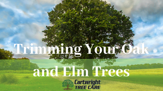 Oak and Elm Trees