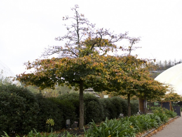 parrotia-persica-trees