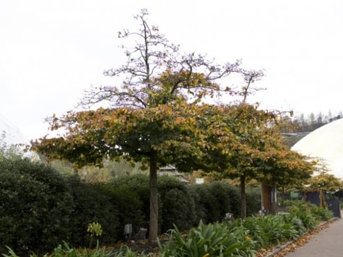 parrotia-persica-trees.jpg
