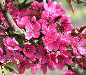 prairifire_flowering_crabapple-image1.jpg