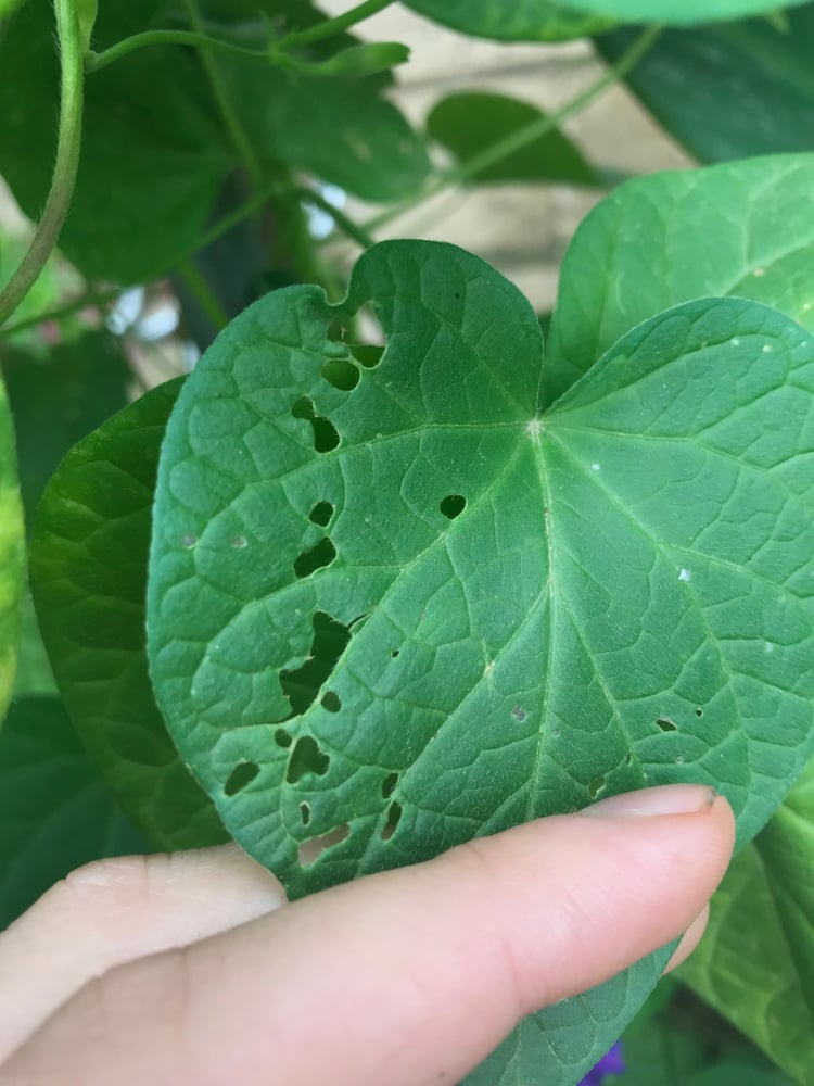 shutterstock_1503250934