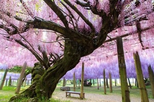 symbolism behind trees