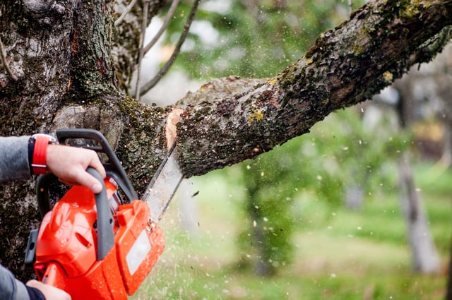 kansas city tree trimming services