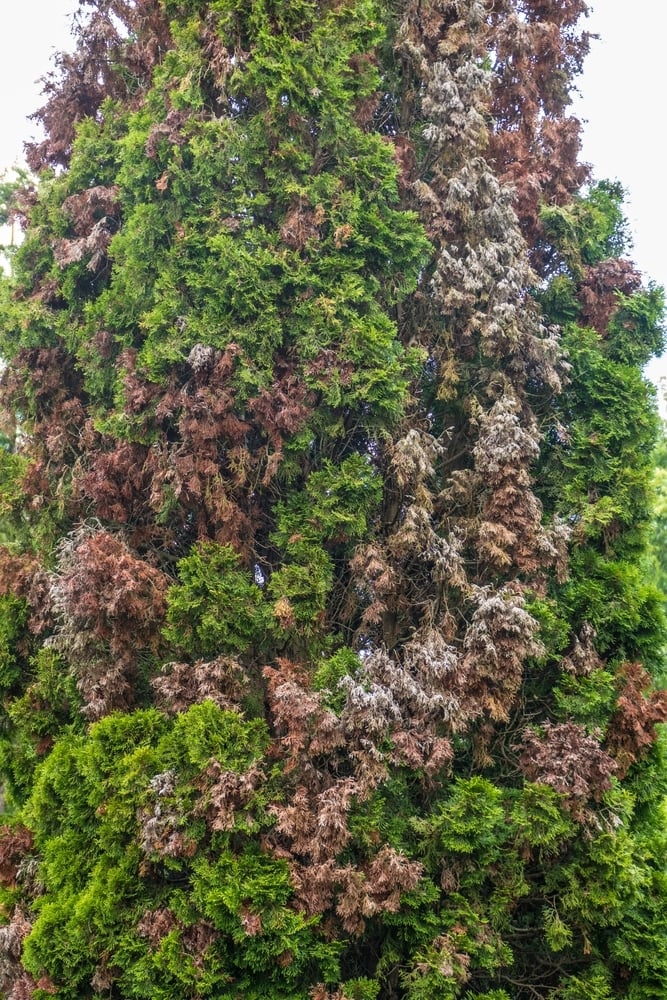 shutterstock_2039464814