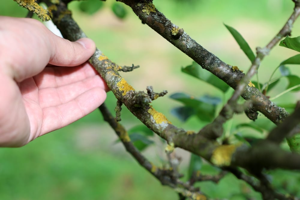 shutterstock_2478653881