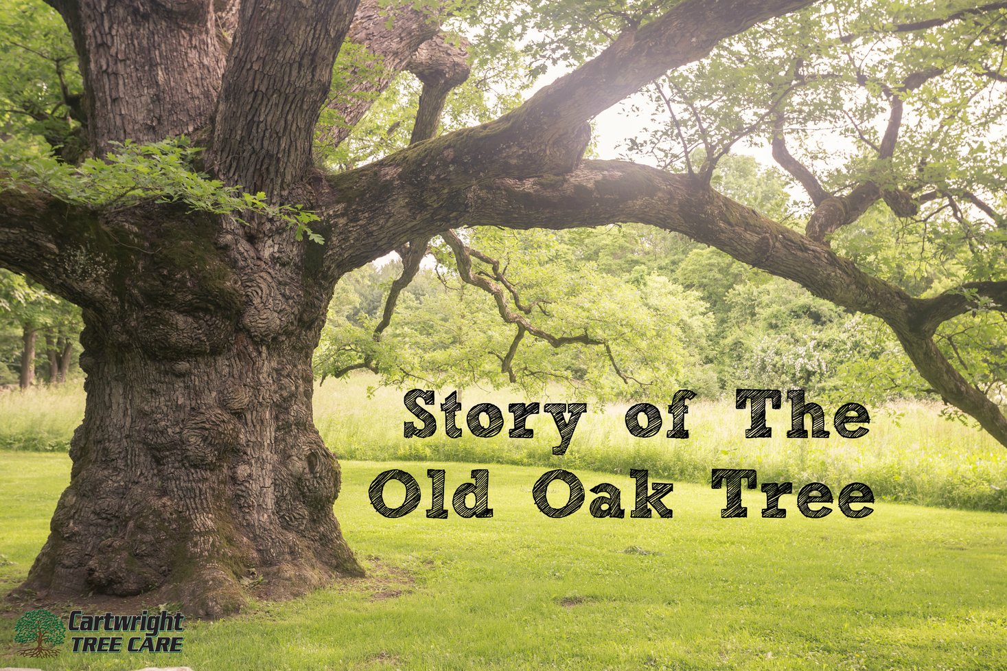 Old Tree Names Story of the old Oak Tree