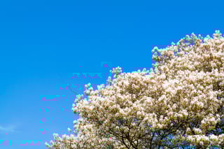 shutterstock_623801012.jpg
