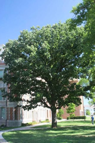 swampwhiteoak.jpg