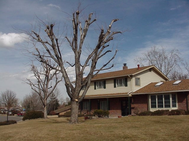 toppedmaples-1024x768.jpg