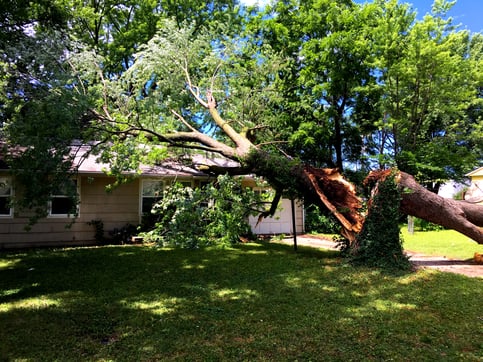 tree_on_housej-1