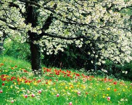 trees_flowers_spring_season_plants_tulips_meadows_1280x1024_wallpaper_wallpaperswa.com_86-1