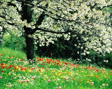 trees_flowers_spring_season_plants_tulips_meadows_1280x1024_wallpaper_wallpaperswa.com_86