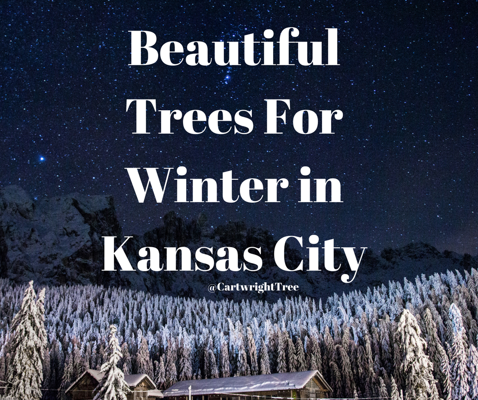 Beautiful Trees For Winter in Kansas City.png