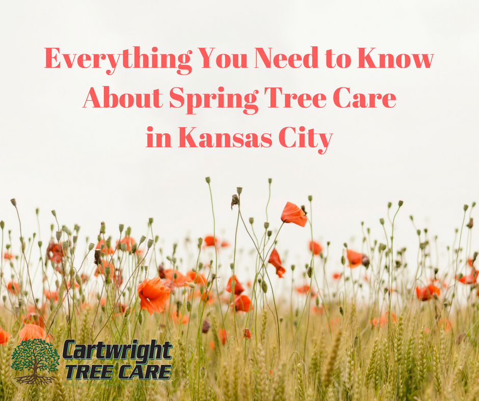 Everything You Need to Know About Spring Tree Care in Kansas City.png