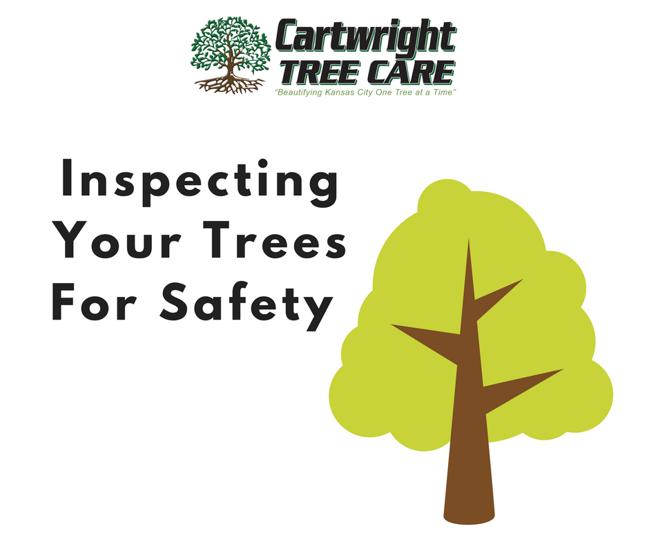 Inspecting Your Trees For Safety .png