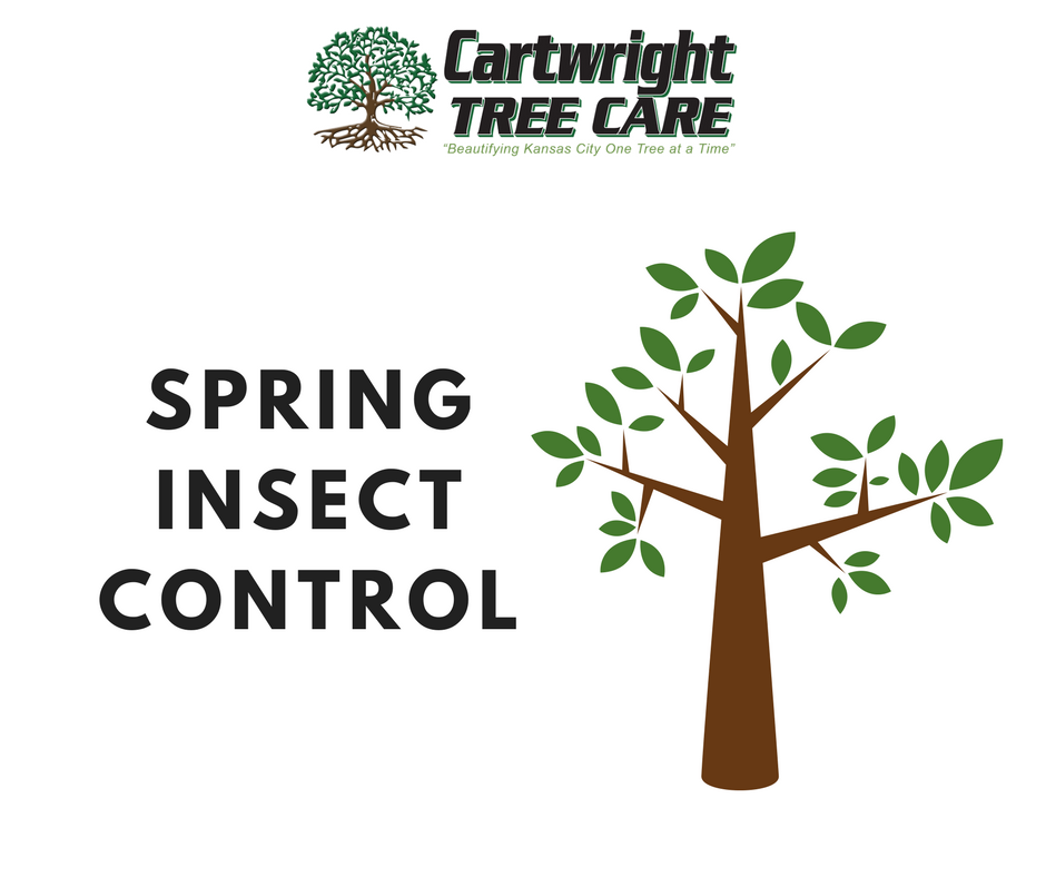 Spring Insect Control.png