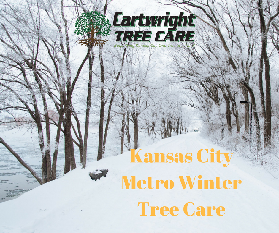 KC metro winter tree care.png