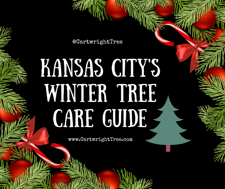 Kansas City's Winter Tree Care Guide.png