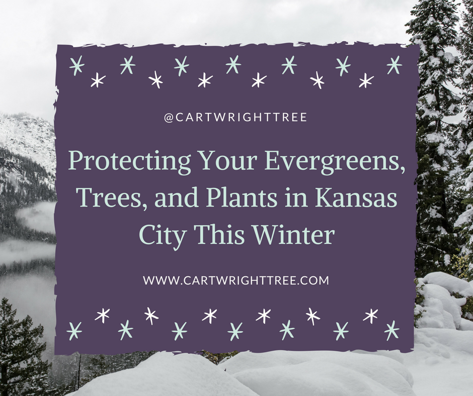 Protecting your evergreens.png