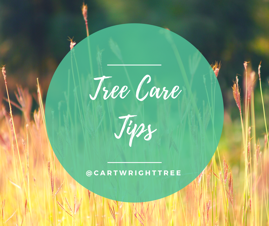 Tree Care Tips.png