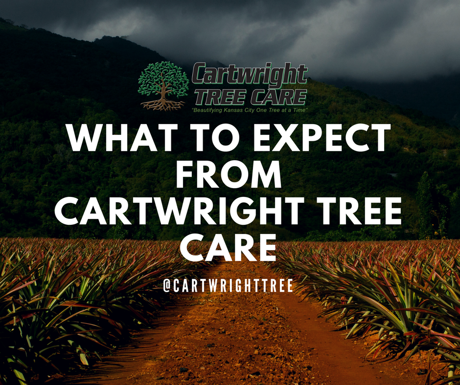 What to Expect from Cartwright Tree Care-3.png