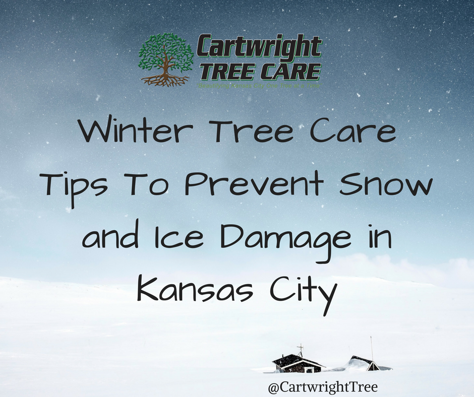 Winter Tree Care Tips To Prevent Snow and Ice Damage in Kansas City.png