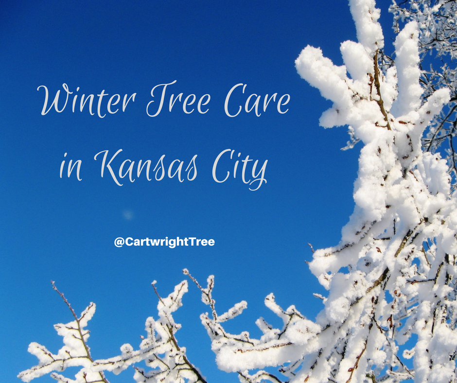 Winter Tree Care in Kansas City.png