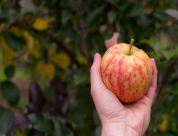 apple_picking